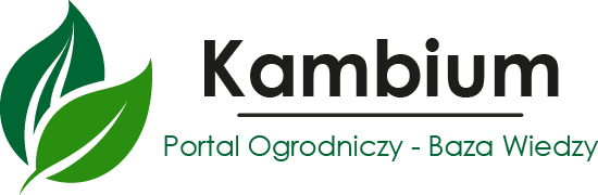 Kambium.pl